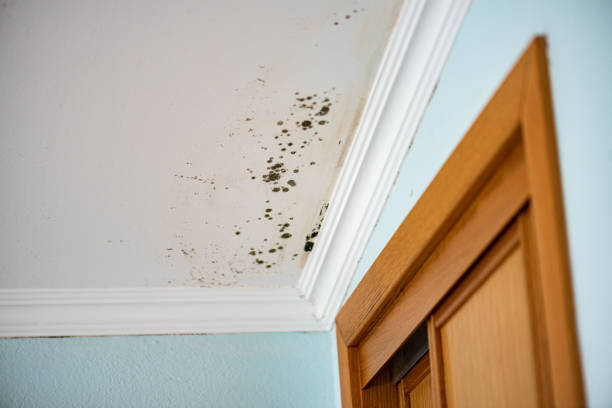 Best Mold Damage Repair  in Kremmling, CO