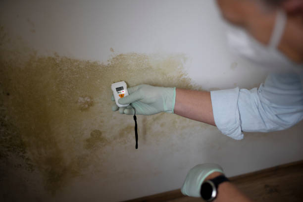 Best Toxic Mold Removal  in Kremmling, CO